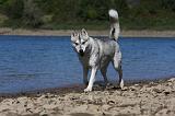 SIBERIAN HUSKY 654